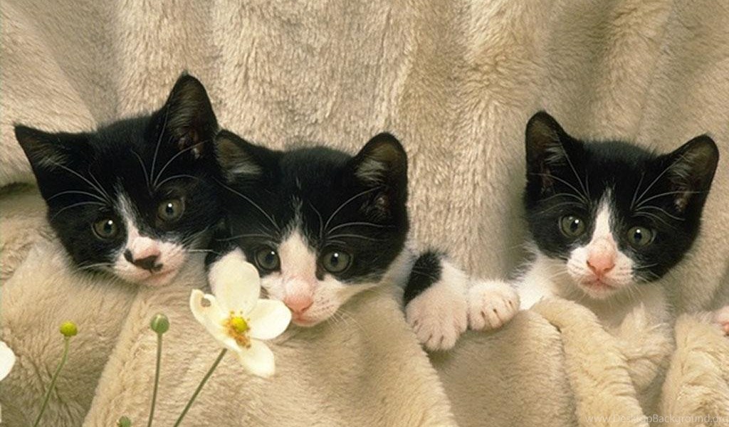 3 котенка картинки