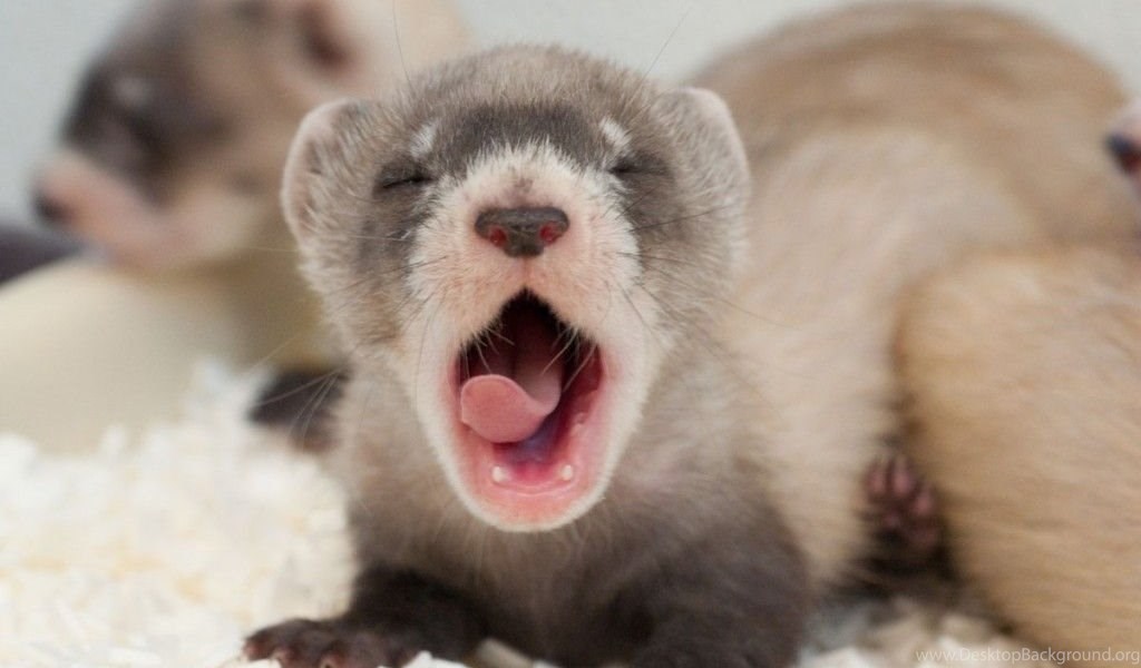 Baby Ferret Wallpaper Desktop Background