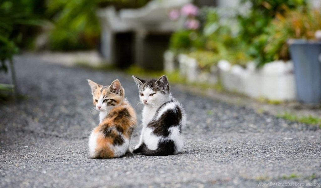 Two Cute Cat Wallpapers Hd Cute Cat Wallpapers Desktop Background