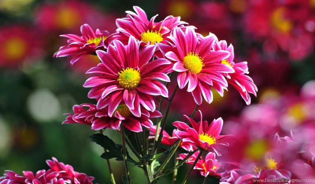 Free Download Most Beautiful Flowers Wallpapers Desktop ...
