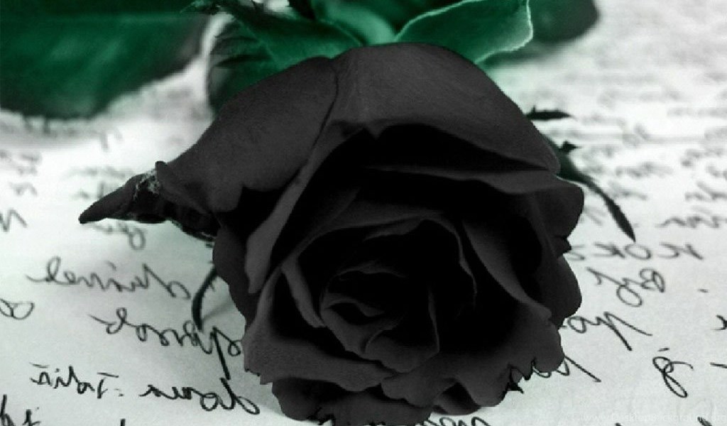 Black Rose Wallpapers hd for Desktop Desktop Background