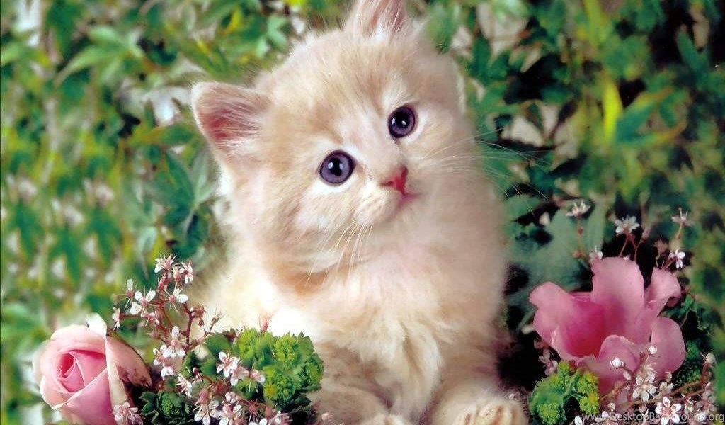 Cute Cats Wallpapers Desktop Background