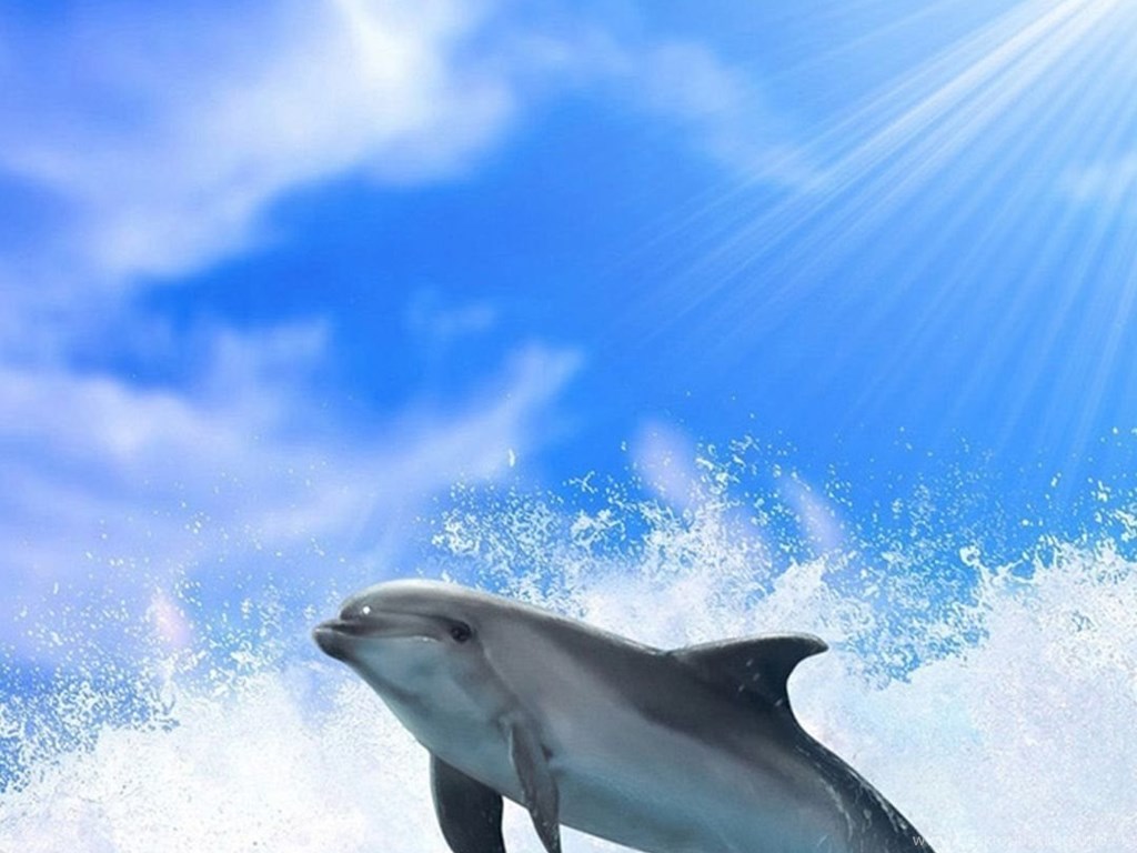 Download Ocean Jumping Dolphin Under Sunlight iPhone 6 Wallpapers Download ...