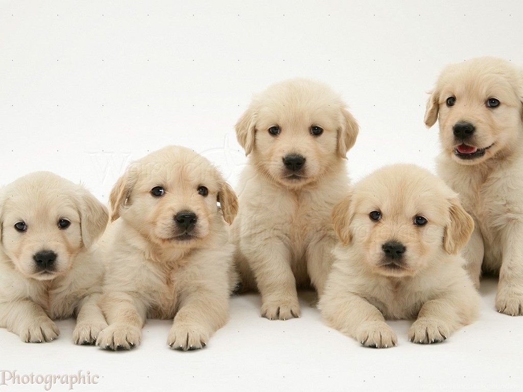 Cute Pictures Of Golden Retriever Puppies Desktop Backgrounds