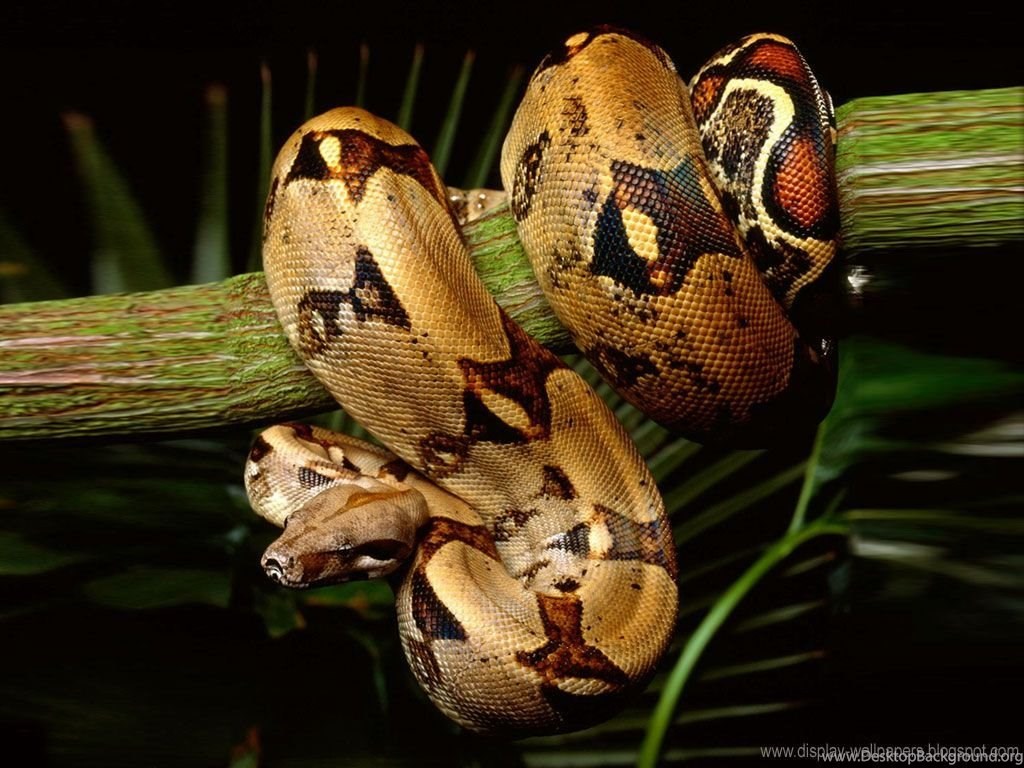 Змеи живут в тропическом лесу. Боа констриктор. Удав питон Анаконда разница. Животные тропических лесов питон. Королевский питон в природе.