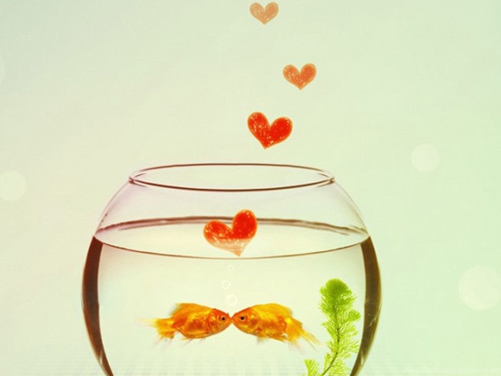 Рыбы любовный неделя. Рыбки для аквариума. Аквариум с двумя рыбками. Рыбка любовь. Романтичная рыбка.