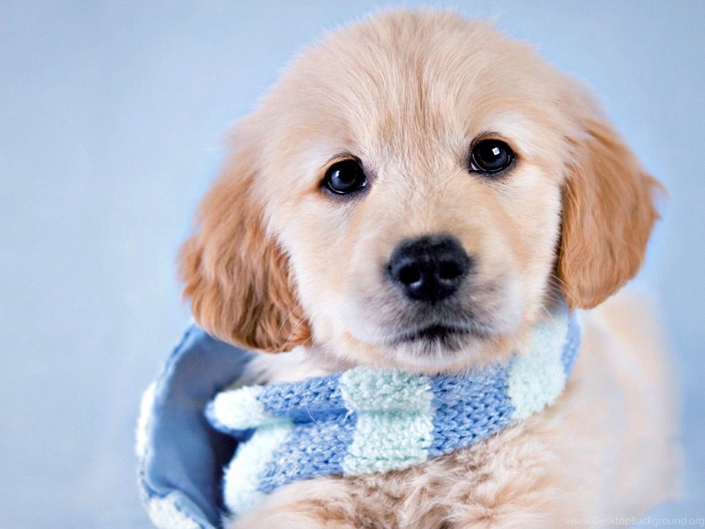 Dogs Puppy Animal  Rachael Hale Winter Blue  Scarf Dog Cute  