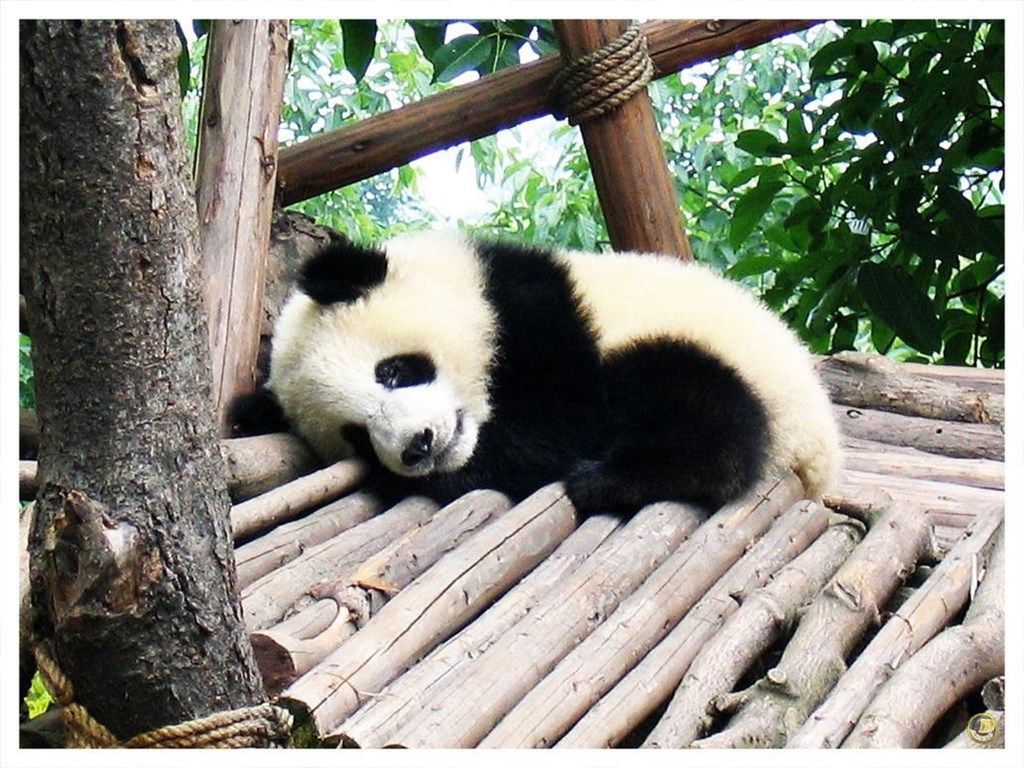 Cute Pictures Of Baby Pandas Hd Wallpapers And Pictures Desktop Background
