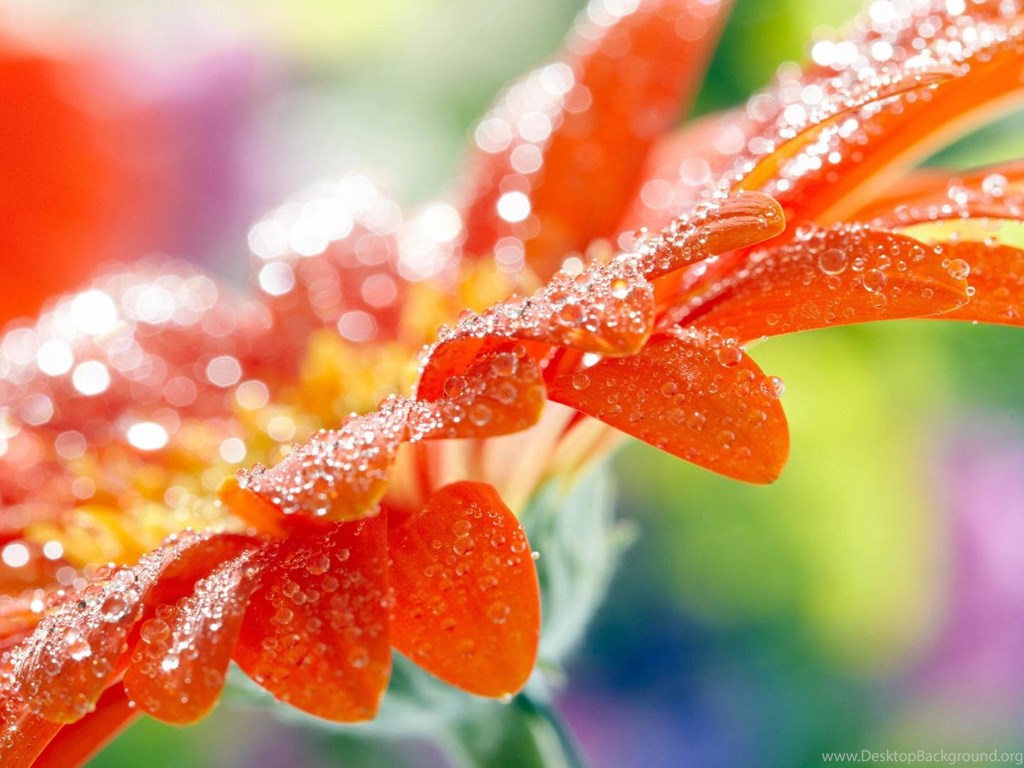 Nature Wallpapers Hd For Desktop Backgrounds Colorful Flower