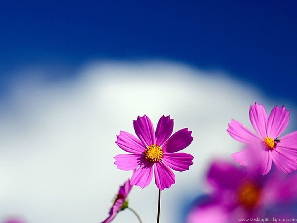 Flower Wallpapers for Android Mobile with 1440×2560 for LG ...