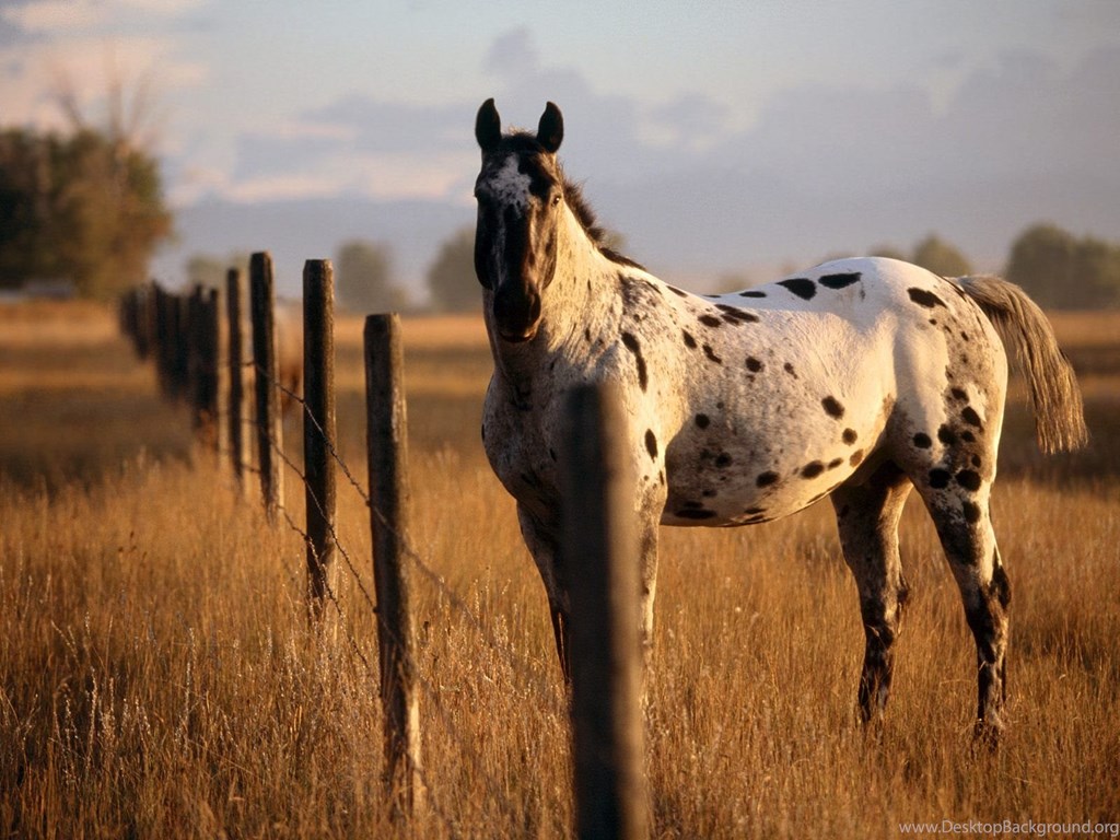 Horse Farm HD Wallpaper, Horse Farm Desktop Backgrounds Desktop Background