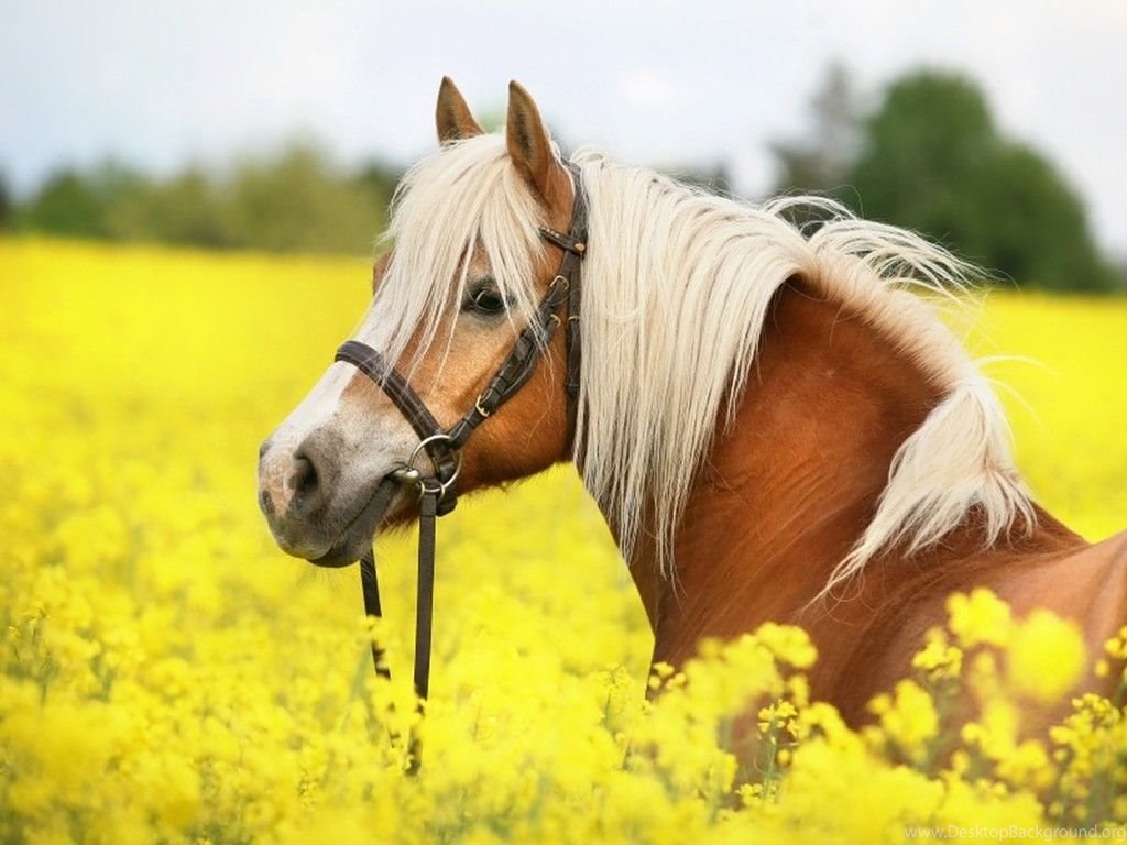 Horses: Beautiful Horse Horses Wallpaper Backgrounds Free For HD 16