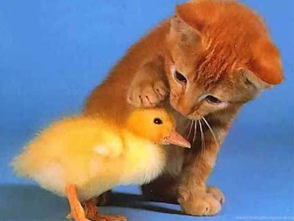 Cute Baby Animals Wallpapers Hd Wallpapers And Pictures Desktop