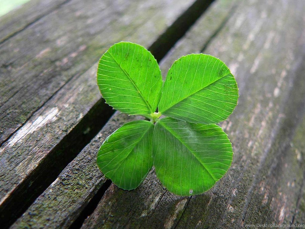 Download Four Leaf Clover HD Wallpapers For Desktop Desktop Background