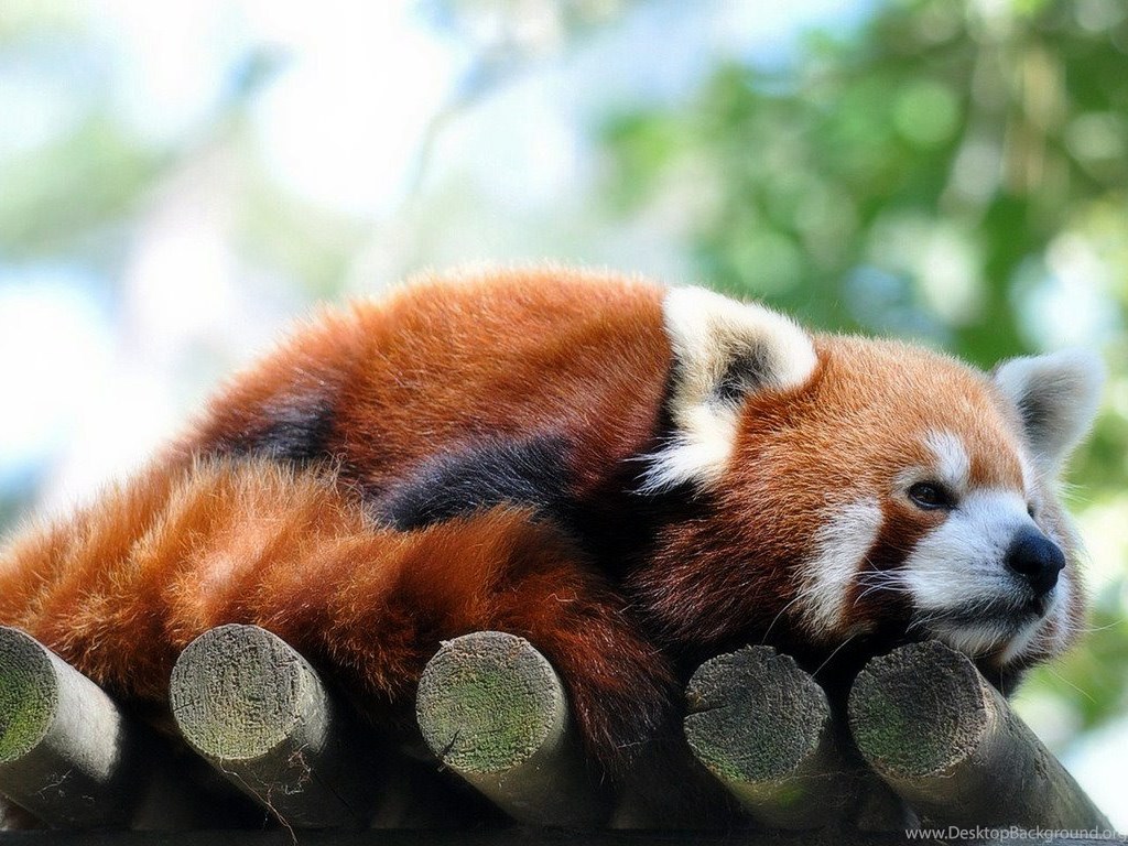 Justpict Com Baby Red Pandas Wallpapers Desktop Background Justpict Com Baby Red Pandas Wallpapers Desktop Background