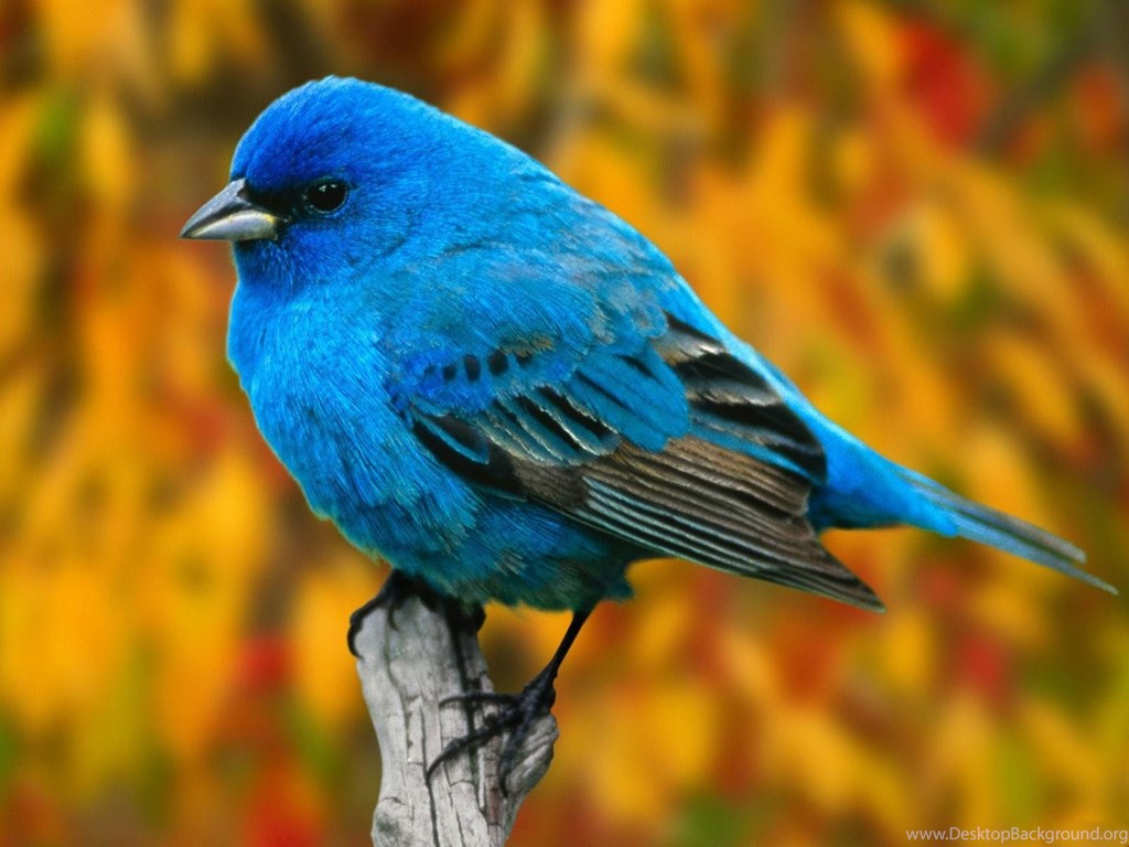 Cute Birds Hd Wallpapers Wallpapers At Gethdpic Com Desktop Background