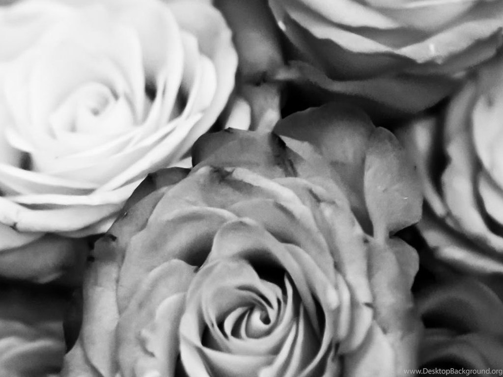 Featured image of post Iphone Black And White Rose Wallpaper Hd / Choose from our handpicked custom iphone wallpaper collection.