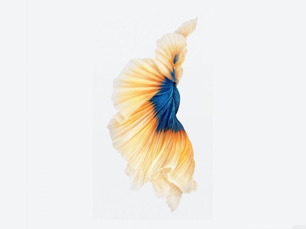 Картинка с iphone 6s