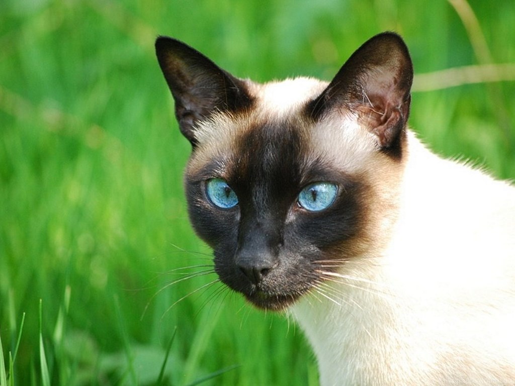 Фотографии сиамской кошки. Сиамская кошка. Сиамский Тайдон. Сиамская кошка гладкошерстная. Сиам кошка Сиамская.