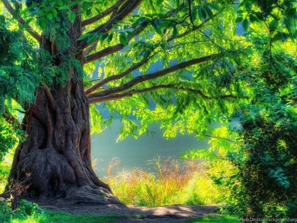 Nature Wallpapers Hd 1080p Widescreen Desktop Background
