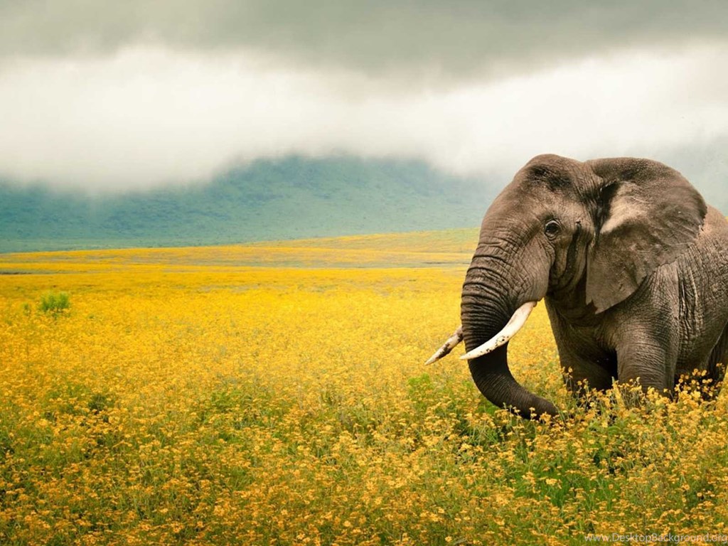 Elephant Wallpapers Of Cute Elephant Top 20 HD Wallpapers Desktop