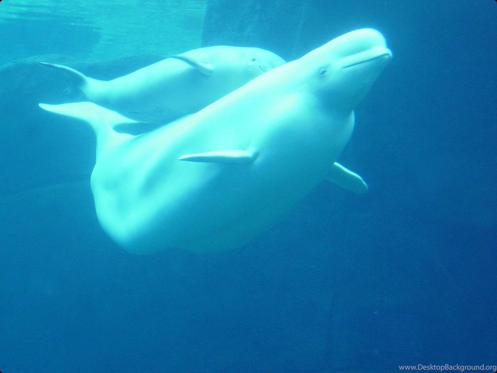 К какой группе океана относится белуха. Белый кит Белуха. Полярный Дельфин Белуха. Белый Дельфин Белуха.