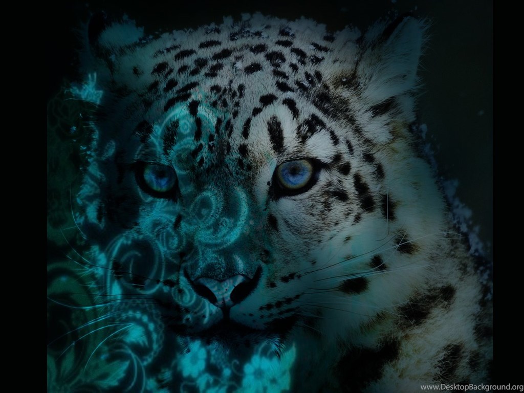 Snow Leopard High Resolution Wallpapers 60 Amazing Wallpaperz Desktop Background