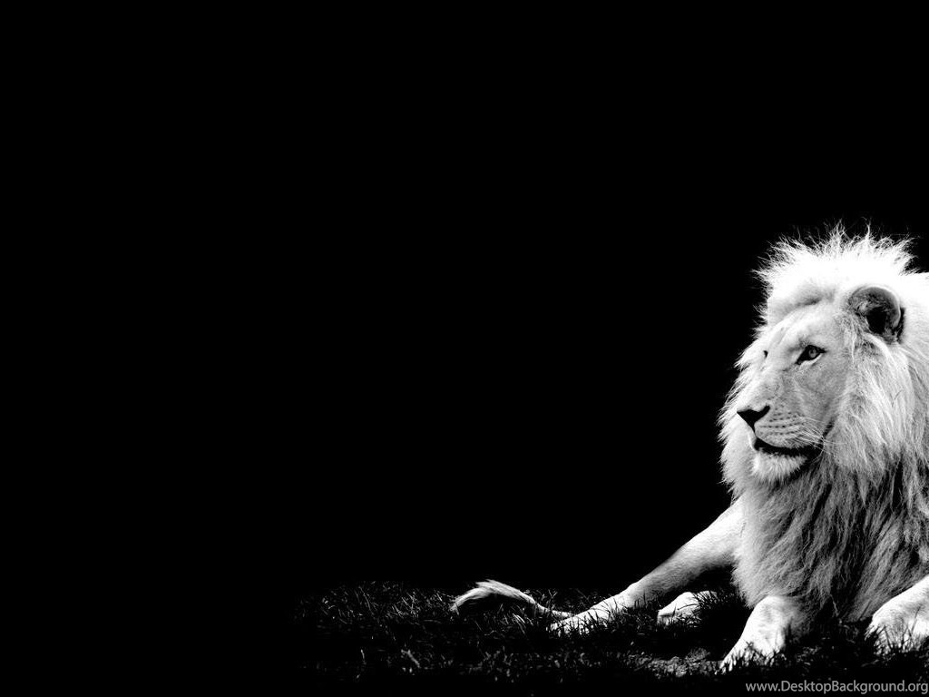Populer Hd Wallpapers Animals Lion Background