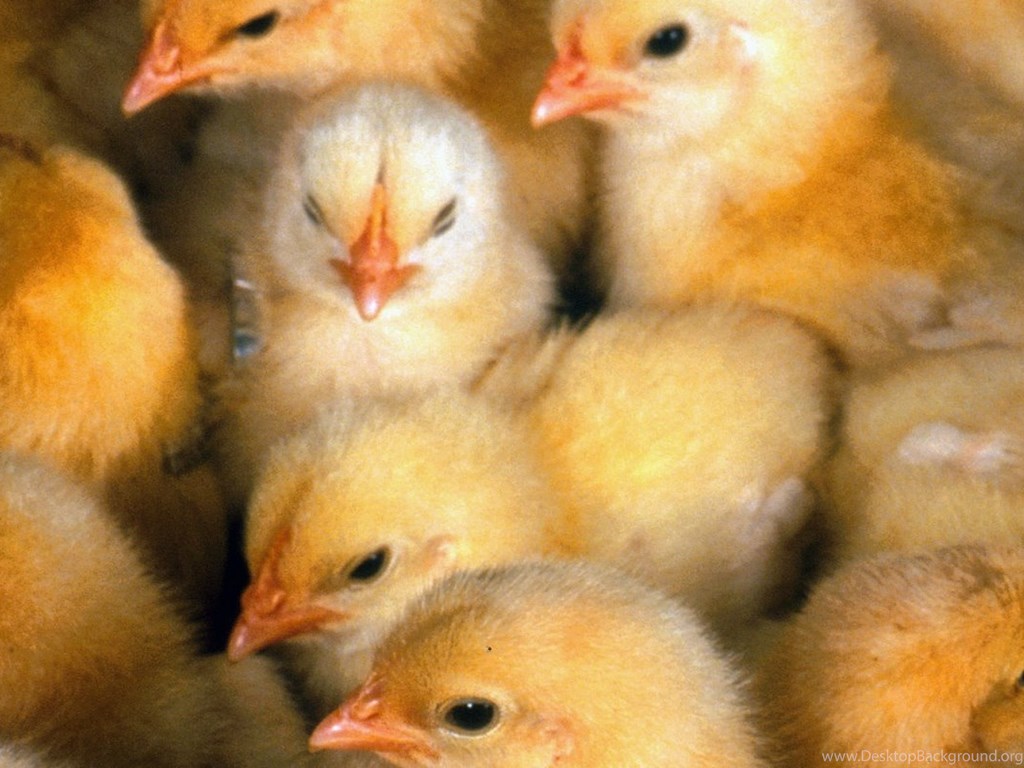 Как выглядит цыпленок фото. Цыплята Ломан Браун. Родонит цыплята суточные. Цыплята несушки. Маленькие цыплята.