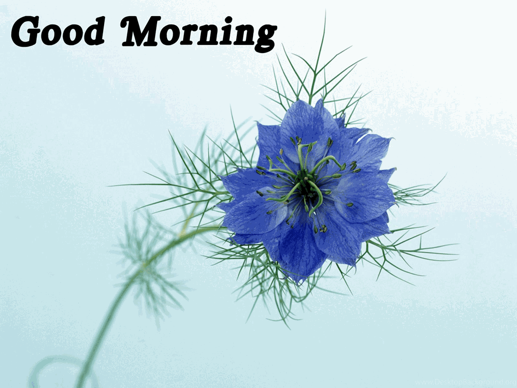 Flowers Good Morning Wallpapers 2015 Lovely And Beautiful Good ...