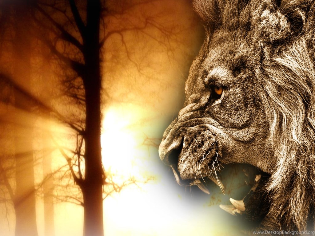Lion Face Wallpapers Lion Roar Wallpapers Lion Wallpapers Desktop