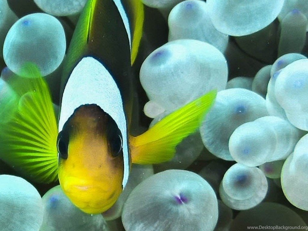 Wallpapers Clownfish Anemone Red Sea Fish Hd 4k Desktop Background