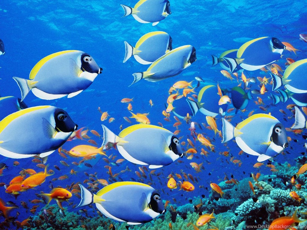 Cool Free Screensavers Animated Screensaver Fish Desktop Background