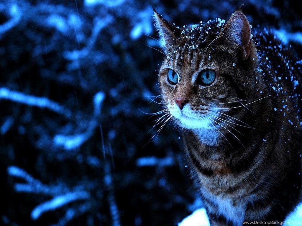 Cats: Snow Cat Winter Blue Tabby Eyes Wallpapers HD For HD ...
