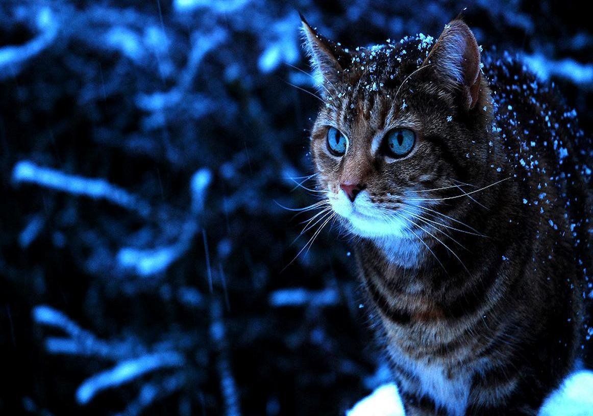 Cats: Snow Cat Winter Blue Tabby Eyes Wallpapers HD For HD ...