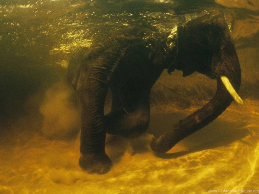 Download Hd Animals Elephants Underwater Africa Nature
