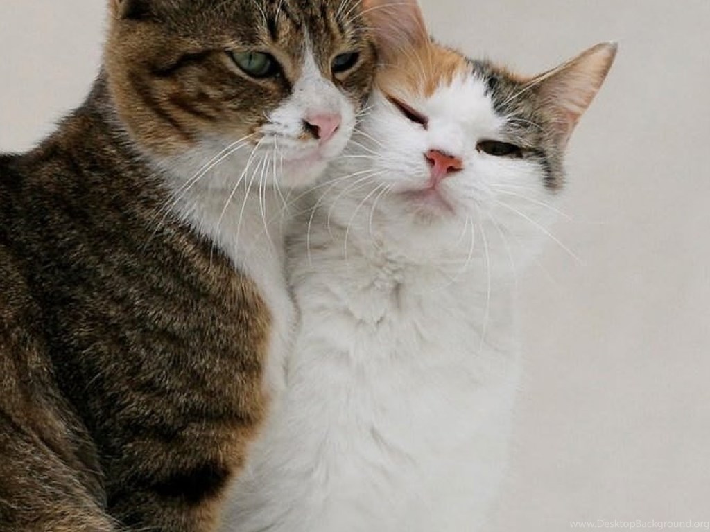 Download Wallpapers 1080x1920 Cats, Couple, Tenderness, Love Sony