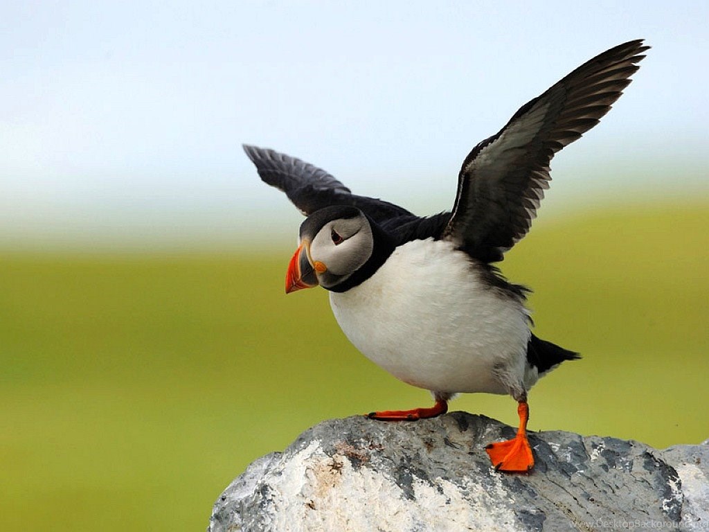 Download Puffin Pictures Popular 1024x768 Desktop Background. 