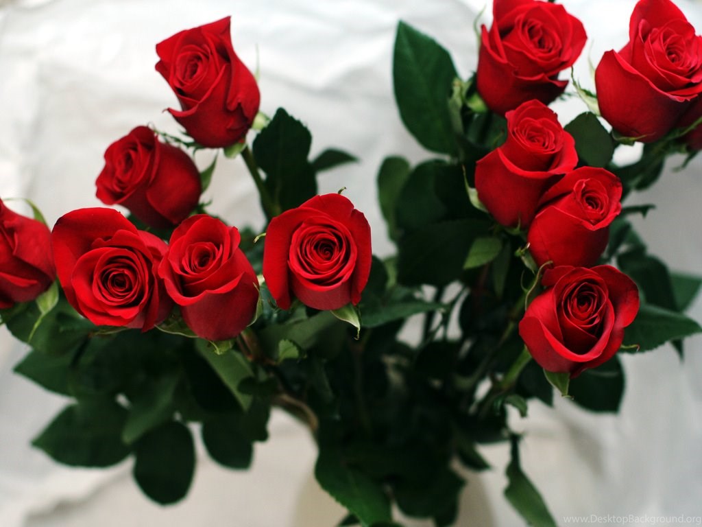 Download Only Red Roses High Quality Wallpapers Fullscreen Standart 4:3 102...
