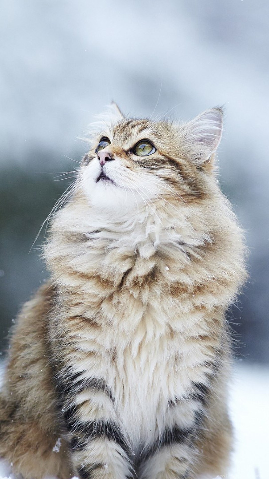 4K Ultra HD Cat Wallpapers HD Desktop Backgrounds 4K Ultra HD Cat Wallpapers HD Desktop Backgrounds