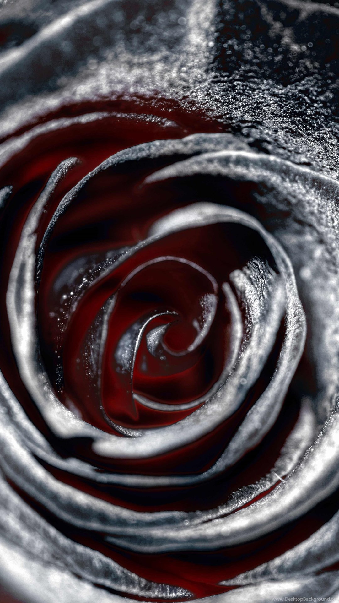  Black  Rose  Wallpapers  Black  Roses  HD  Wallpaper  Images 