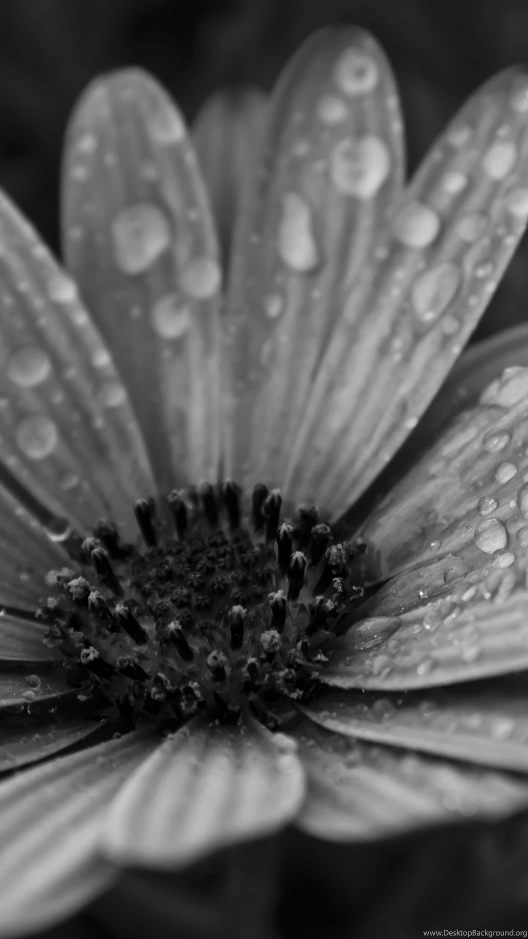 Download Macro Floral Black White Hd Wallpapers For Iphone 6 Plus
