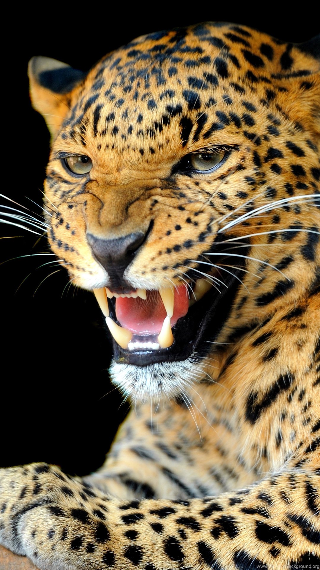 Animals, Jaguars Wallpapers HD / Desktop And Mobile ...