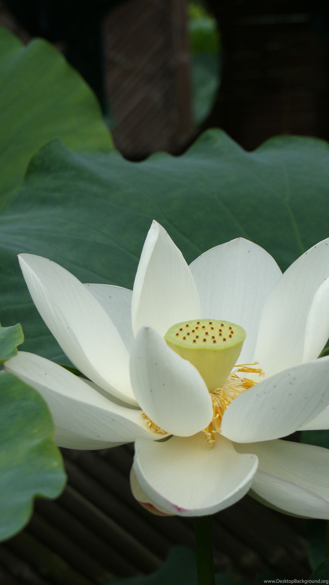 White Lotus Flower Wallpapers 02, Lotus Flower Pictures ...