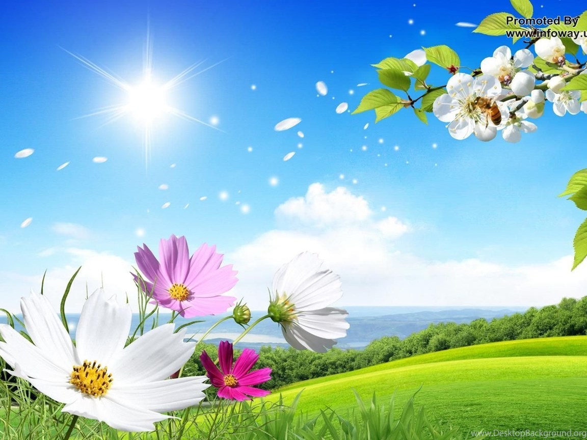 Hd Wallpapers Desktop Wallpaper Summer Flowers Beautiful Scenery