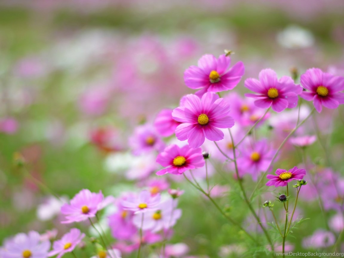 flowers daisy vintage spring
