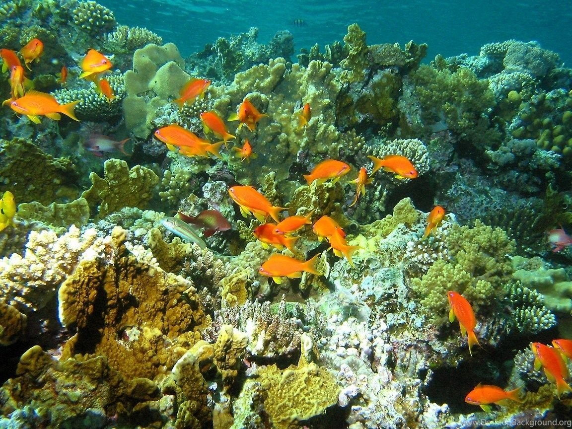 Подводный мир карибов