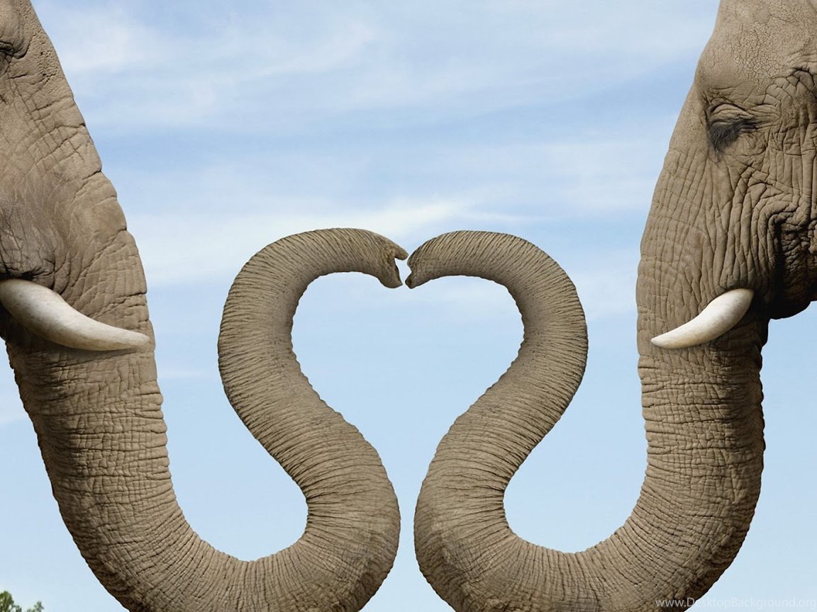 Elephant Animal Make Amazing Love Symbol Hd Wallpaper Backgrounds