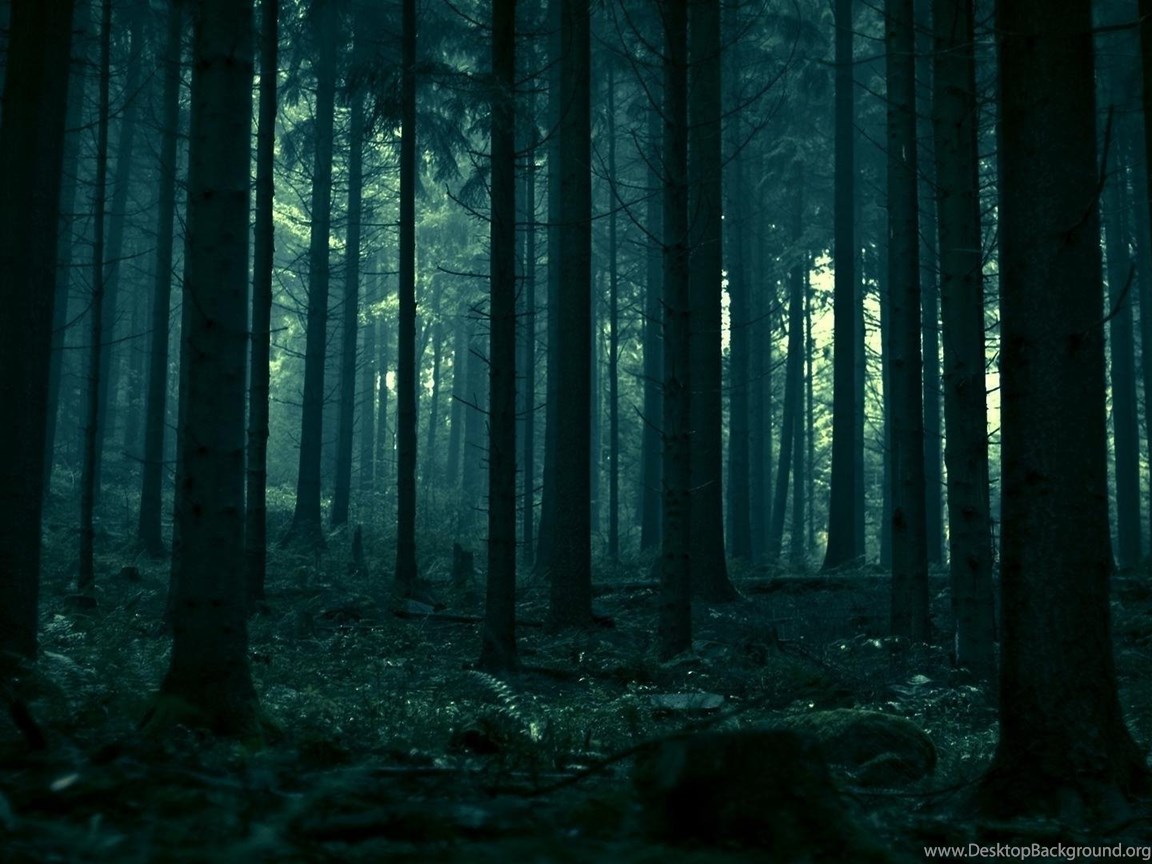 Dark Forest Wallpapers Desktop Background