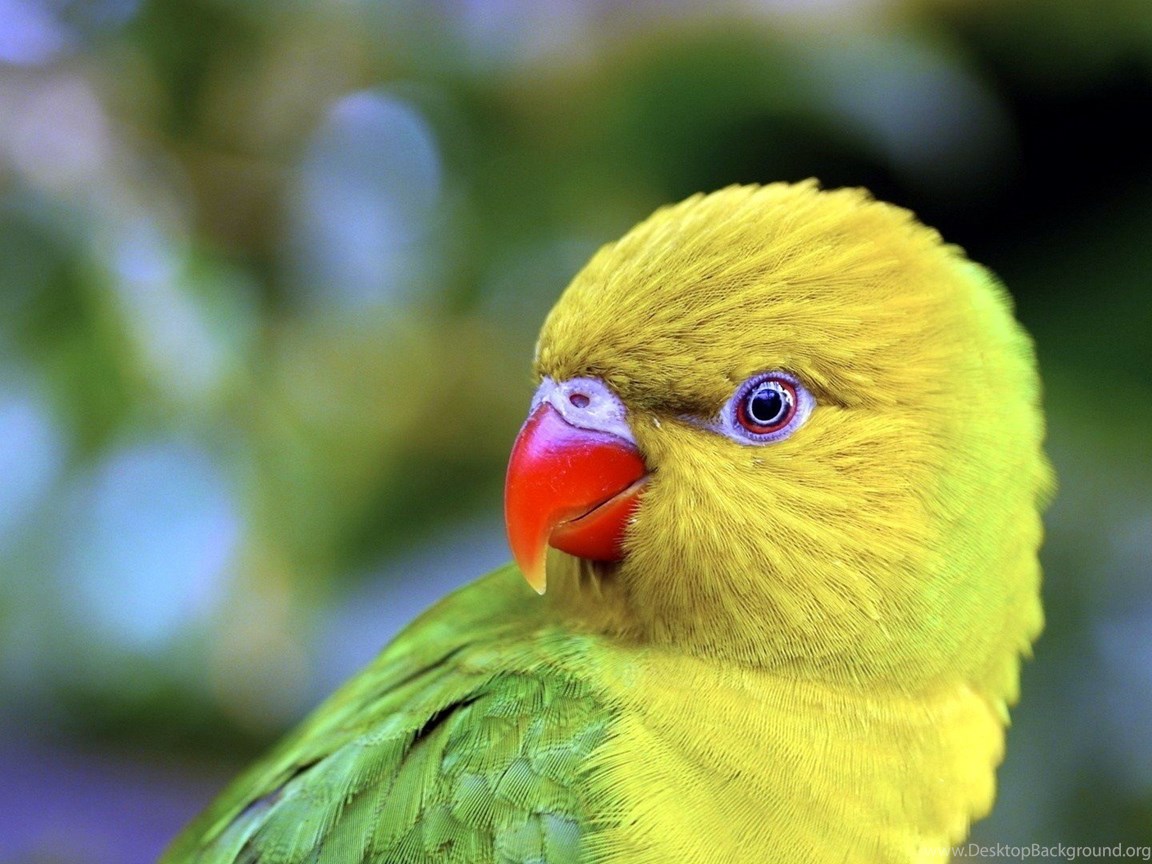 Full Hd Wallpapers Download 1080p Best HD Desktop Wallpapers 1080p